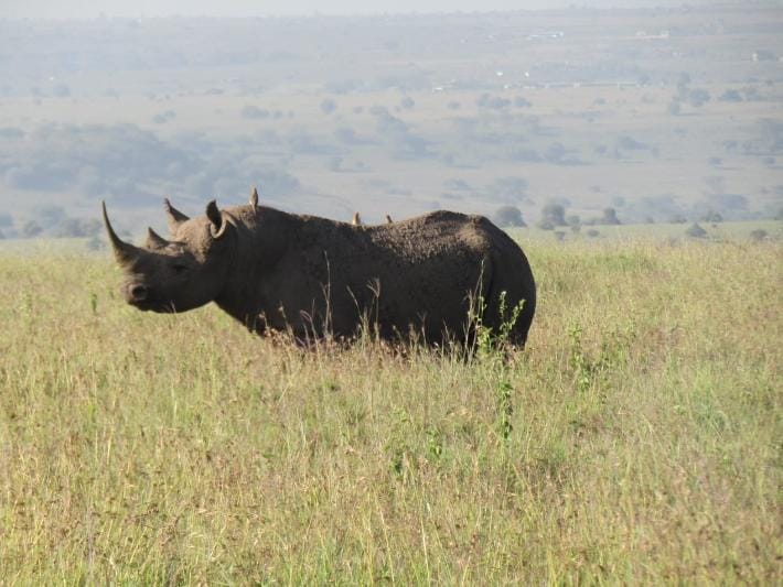 Samburu Safari Image